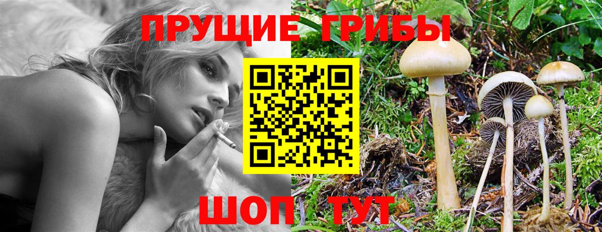 Псилоцибиновые грибы Psilocybe Зеленокумск